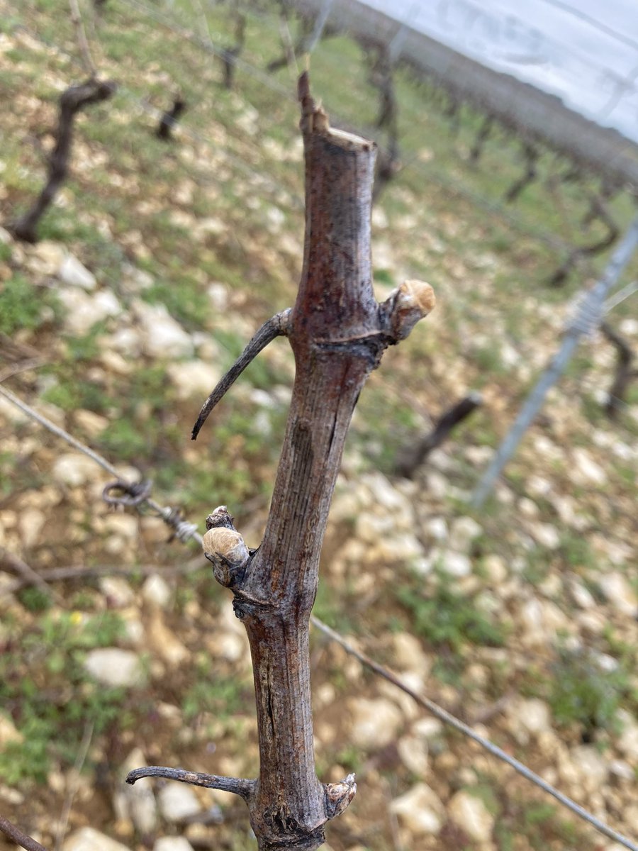BONNIN1402's tweet photo. @Meteovilles @wxcharts On surveille le #Sauvignon de #StBris avec @OlivierCOSTE2. D’ailleurs les baguettes ne sont pas baissées pour être moins proche du sol. 🥶 https://t.co/wQDzK99tUY