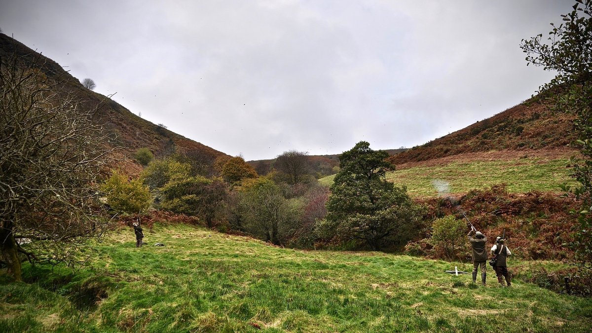 GunsOnPegs's tweet photo. Start next pheasant season in style by taking on the 'extremely high' birds at Three Valleys. Located between Llanfyllin &amp; Llanrhaeadr, the majestic peaks rise from 400ft in the valley floors to 1500ft above sea level, &amp; are ideal for breathtaking birds.
https://t.co/eut45dZ8qv https://t.co/bNfGctcL5Z