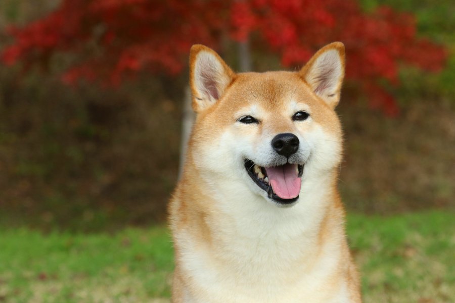 ShibaInu