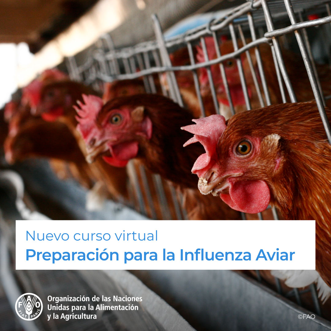 🎓 Nuevo curso virtual

🐓 Preparación para la Influenza Aviar

⚠️ Destinado a técnicos y veterinarios, para la detección, prevención y respuesta a brotes de influenza aviar.

Comienza el 25 de abril.

¡Postula aquí! ➡️ bit.ly/3yV0w9p

Más info: bit.ly/3JCqVO8