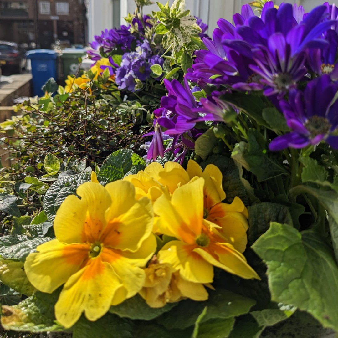 Starting your week with some beautiful purples and yellows!

#londongardener #springplanters #prettylondon #corporatelondon #beautifullondon #londonflowers #londonplants #flowersoflondon #plantsoflondon #gardenoflondon #windowgarden