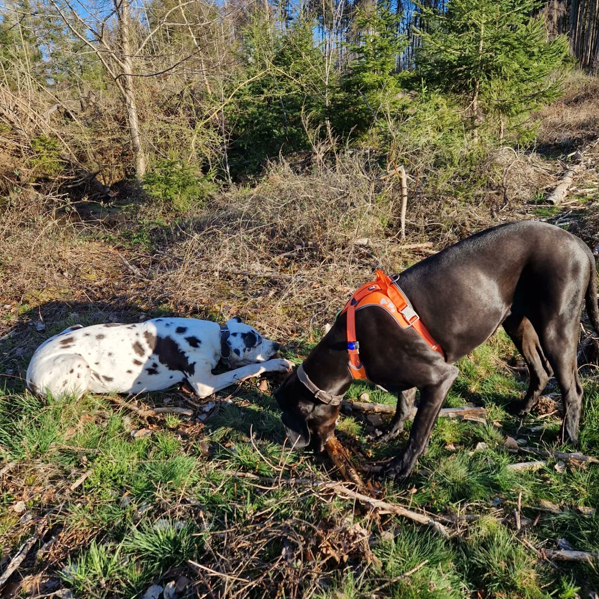 MatthiasH25's tweet photo. #Titus #Deutsche #Dogge #greatdanes #greatdanesofinstagram #greatdanecentral #greatdanesunleashed #matthias #lovedogs #dogsofinstaworld #dogstagram #greatdanesofinstagram #Abby #hiking #dogswhohike #deutschedogge https://t.co/ZD2KJjMlGd