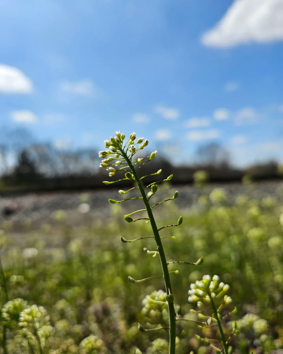 shotsby2scalez's tweet photo. It's the beginning of April! 🌱🌸 

#rawvsedit #mobilephotography #cincinnati #spring2023 https://t.co/IzW5Wq8zeM