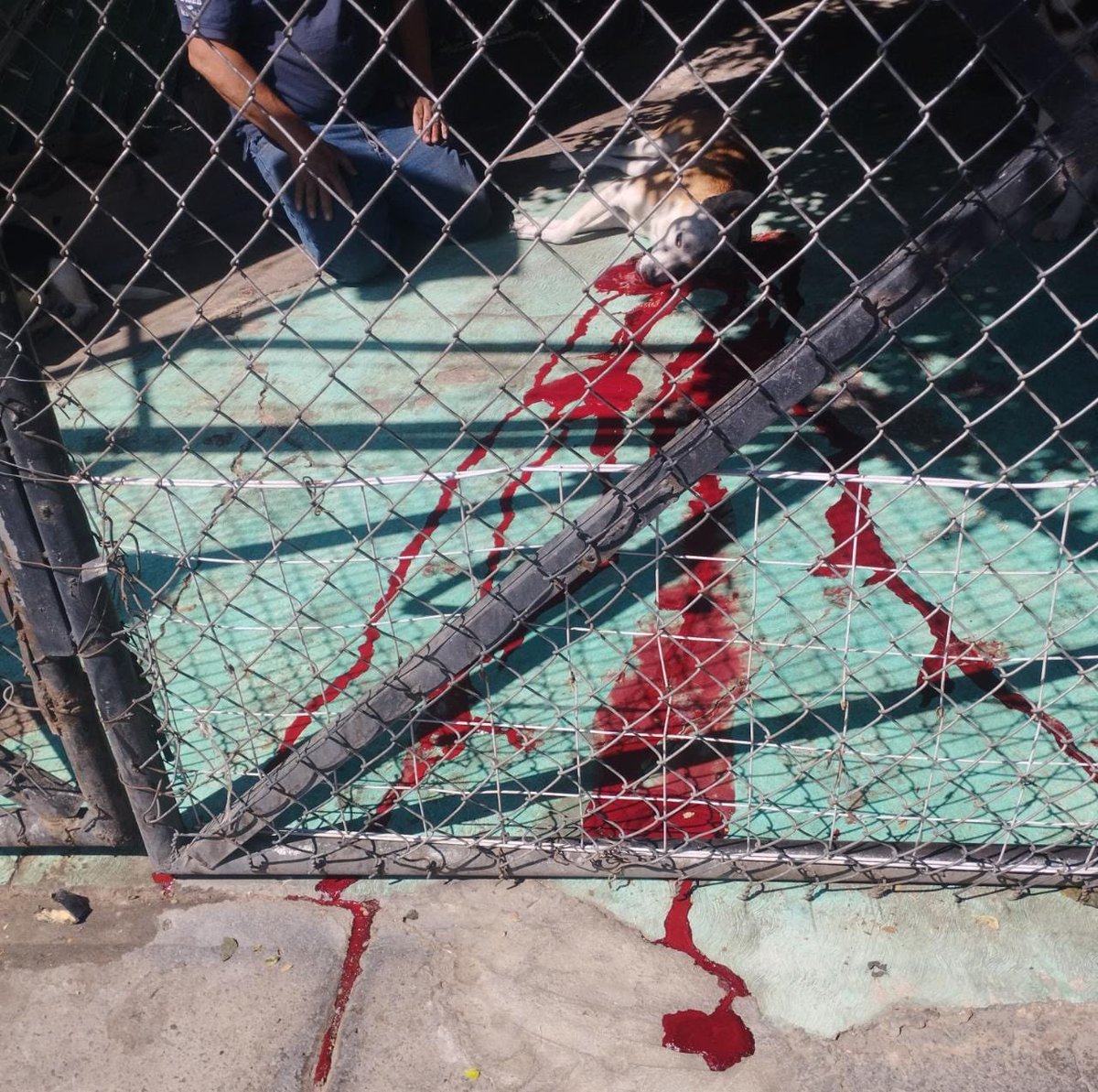 DenunciaCoyo's tweet photo. Esta mañana, un desconocido asesinó a un perro desde la calle, pasando frente al patio del domicilio donde vivía. Esto sucedió en Mercedes Ábrego, casi esq. con Manuela Saenz, @Alcaldia_Coy. Exigimos justicia @FiscaliaCDMX @Claudiashein @HectorBarrera_ @ricardorubiot @UCS_GCDMX https://t.co/qamyqpeYfX