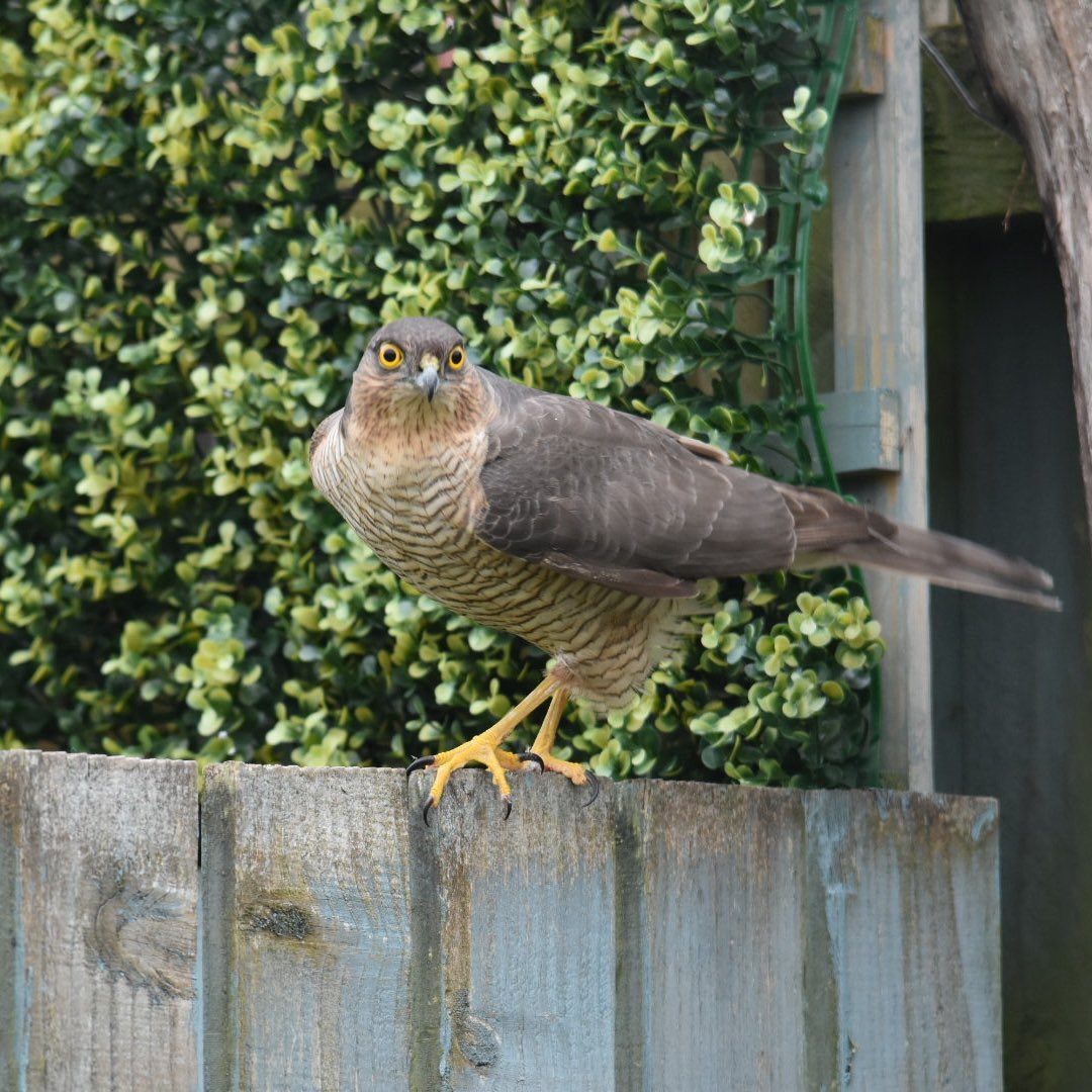 BillyWildlfe's tweet photo. On Saturday, April 1 I saw a massive pile of feathers and dead Pigeon on the floor of my garden. I then woke up early on Sunday, April 2 and saw that the Pigeon was all ate up except the head and one claw. Today I went out and all the Pigeon was gone. #Sparrowhawk #BirdOfPrey https://t.co/zihY0iswRq