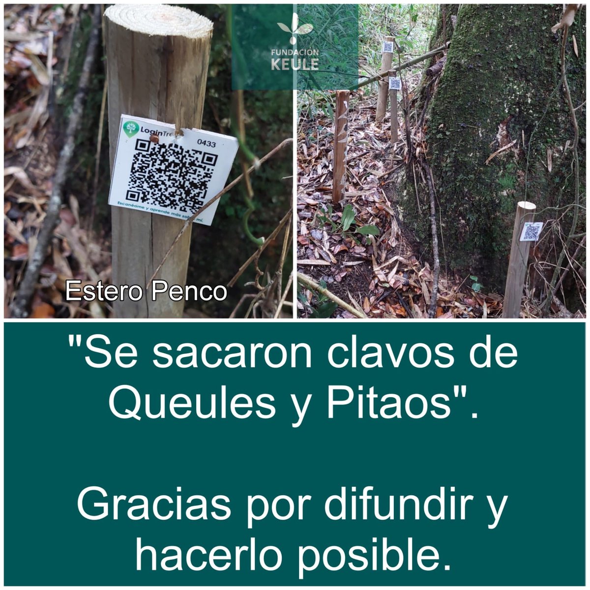 Se quitaron clavos de queules y pitaos por parte del proyecto minero Aclara y CESAF de Universidad de Chile.

Lo mínimo ante un proyecto que precisamente desarrolla un estudio para no impactar su hábitat con operaciones mineras. 

Tendremos que estar atentos, otra vez!