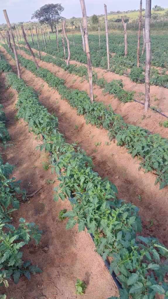 Mukudzvova Farm Produce on Twitter "We always try to do it right