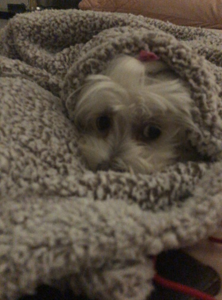 xoemeyy's tweet photo. @JamesMarriottYT Misty 🥰 https://t.co/3Dyz157VQF
