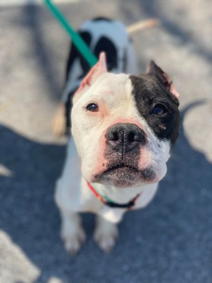 SoftSide1's tweet photo. URGENT: Good pups Peggy Whitson and James Webb at @BARCS_SHELTER in Baltimore are hoping everyone will share the news - the shelter’s entirely out of space for dogs! Adoption fees are waived for all pets - adopt: https://t.co/sk2iEcWEtV or please RT! https://t.co/f1wGBtiv4x