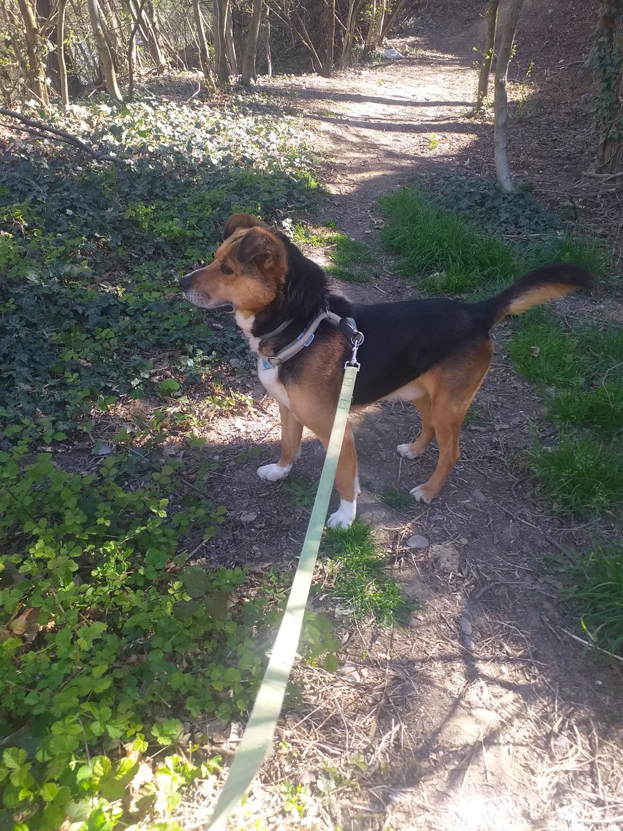 lidiavigna's tweet photo. Aron 4 anni taglia media x adozione casa con giardino Torino e provincia info 3920088535 https://t.co/LQD92DIjBY