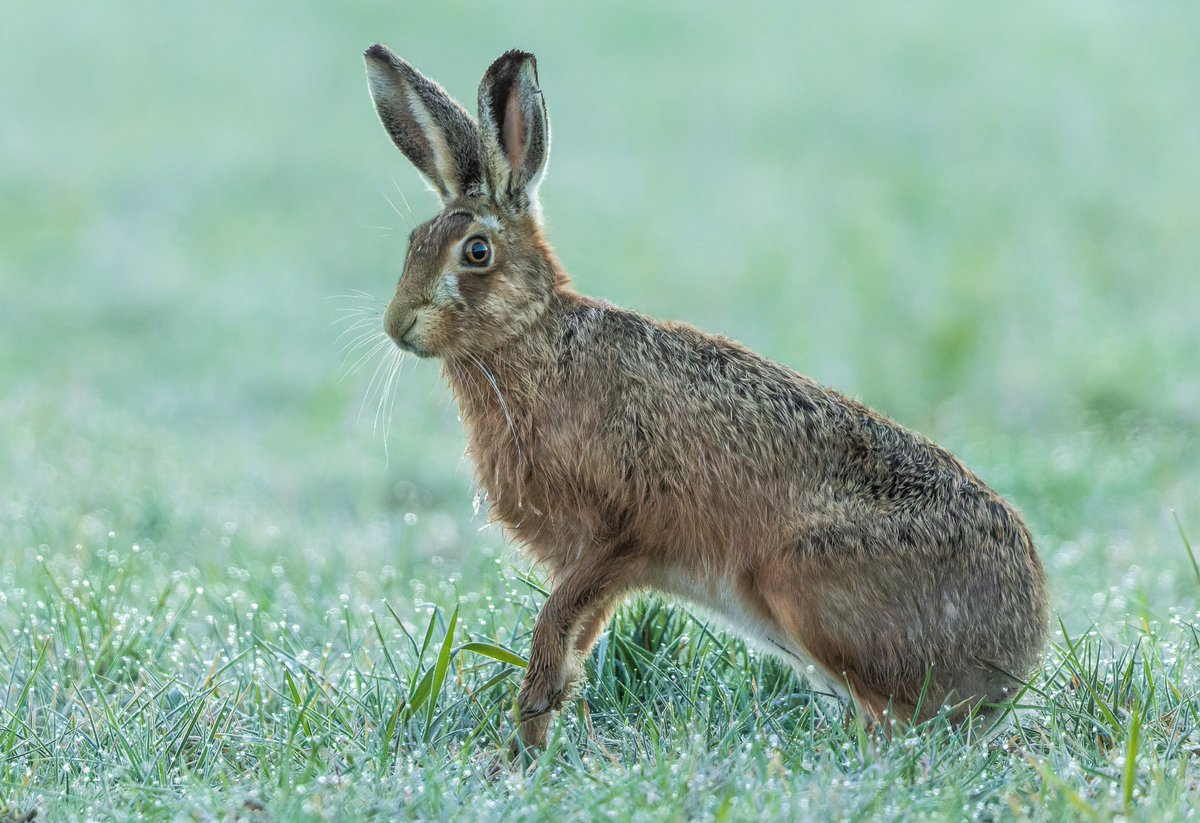 imagery_t's tweet photo. I  don't think you can beat a posing brown hare in a frosty Shropshire field.
@BBCSpringwatch @Shrpsmammals @ShropsWildlife @BBCCountryfile @BBCWildlifePOTD @WildlifeTrust #SpringWatchlist https://t.co/fgd3YVawTP