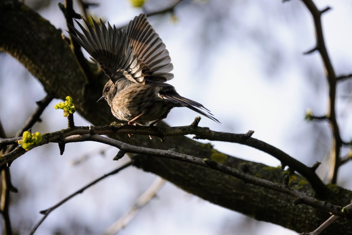 Andreas Haab on Twitter "Die erst Brut in diesem Jahr ist aus dem Nest