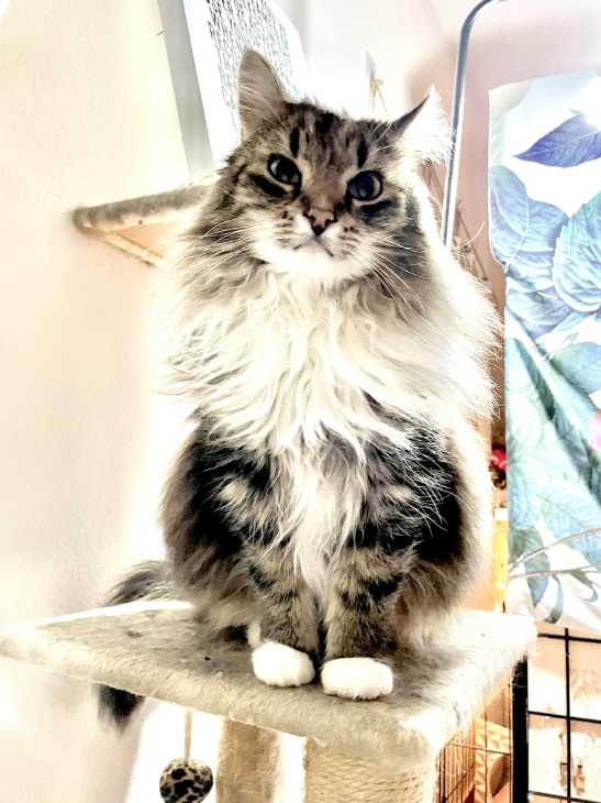 kfrillman's tweet photo. The interwebs likes cats, so it's 1:08 in the morning, and I'm sharing mine :) She's judging me for working past midnight. #hustle #dolladolla #childhooddream #authorsoftwitter https://t.co/HwHLfLyETk