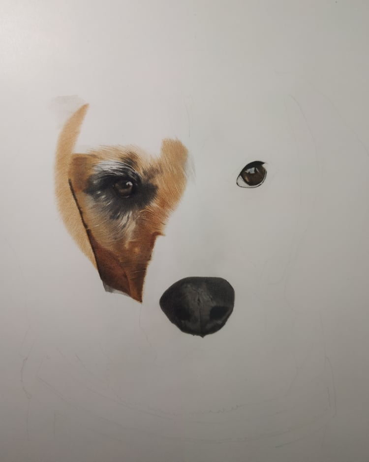 Aruna_Lanate's tweet photo. Made a start on my next commission, milo the beagle :) still lots to do, hope you like it so far #art #illustration #beagle #dogs #colouredpencils #Realistic #strathmorepaper #WIP #Commission https://t.co/7H0aZvAX4H