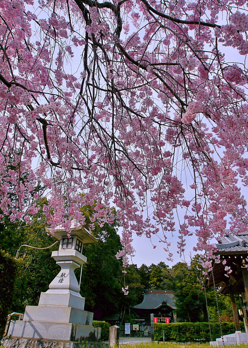 dadseducation's tweet image. Cherry blossom season has passed, but the memory of this serene shrine surrounded by delicate blooms remains 🌸🍃 Soon, the vibrant Yaezakura will take center stage and add a new layer of beauty to Japan's nature. #cherryblossoms #Japantravel #japanspring 

Taken by me📸