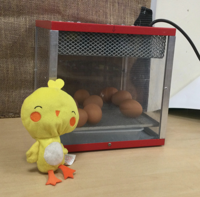 ChilwellCroft's tweet photo. How exciting, we have eggs in the incubator👀
We cannot wait to see our beautiful Chilwell chicks.
Keep following for further updates 🐣😊 https://t.co/itBvA2cvvJ