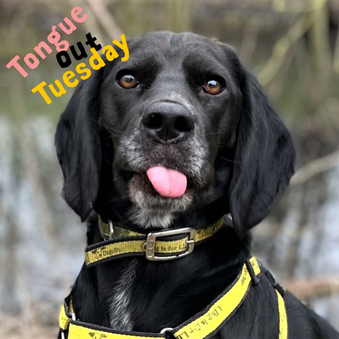 DT_Newbury's tweet photo. Who else thinks Cooper is modelling the perfect #TongueOutTuesday? Work that camera Cooper, you look fabulous.
#TongueOutTuesday #BeagleCross #RescueCentre #PuppyLove https://t.co/MDiNu7DRlm