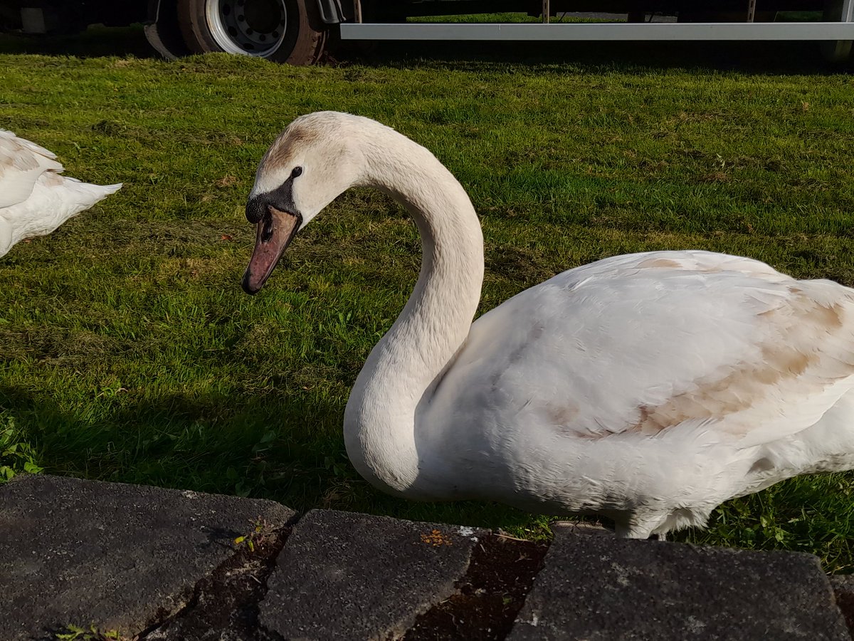 #Cygnets jus on green outside #hospital <a href="/TTNewbridge/">Newbridge Tidy Towns Association #DroicheadNua</a> cute
