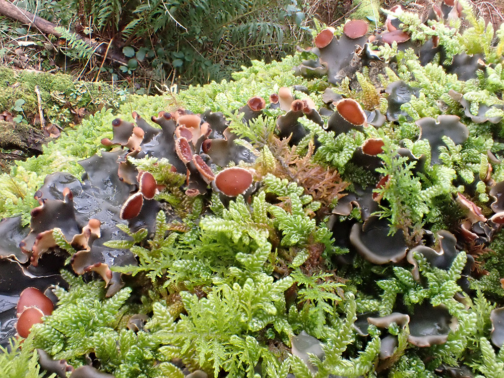 We're running a series of free specialist training events for people willing to help us survey our land on sites across Cumbria. Tuition will be provided on bird identification, moths, butterflies, trees, hay meadow flowers and lichens bit.ly/43EqI6n