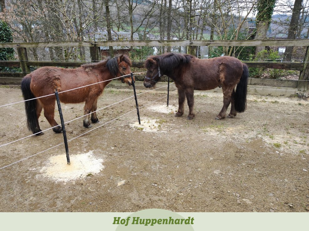 Hallihallo, Emma hier 🐴 Ich wollte mich mal aus meinem neuen Zuhause bei Euch melden! 
#hofhuppenhardt #cute #etn #picoftheday #tierschutz #horse #pferdeliebe #pony #neueszuhause #zuhausegefunden #fürimmerzuhause #vermittlung #tiervermittlung #tiervermittlungnrw #freundschaft