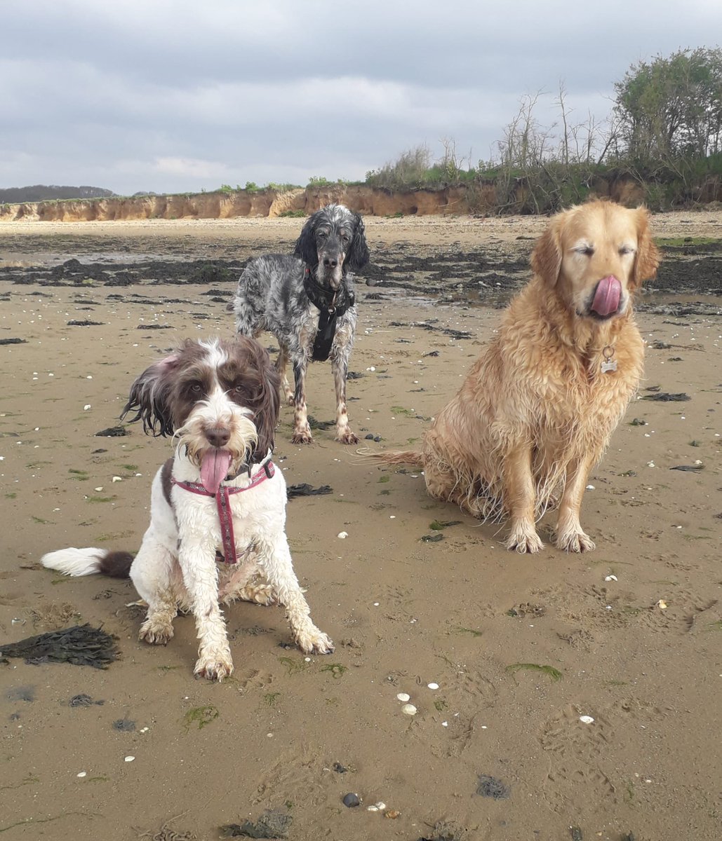 It’s a #tonguesouttuesday from me and Herb - have a good one #dogsoftwitter #grc 💕 Bertz