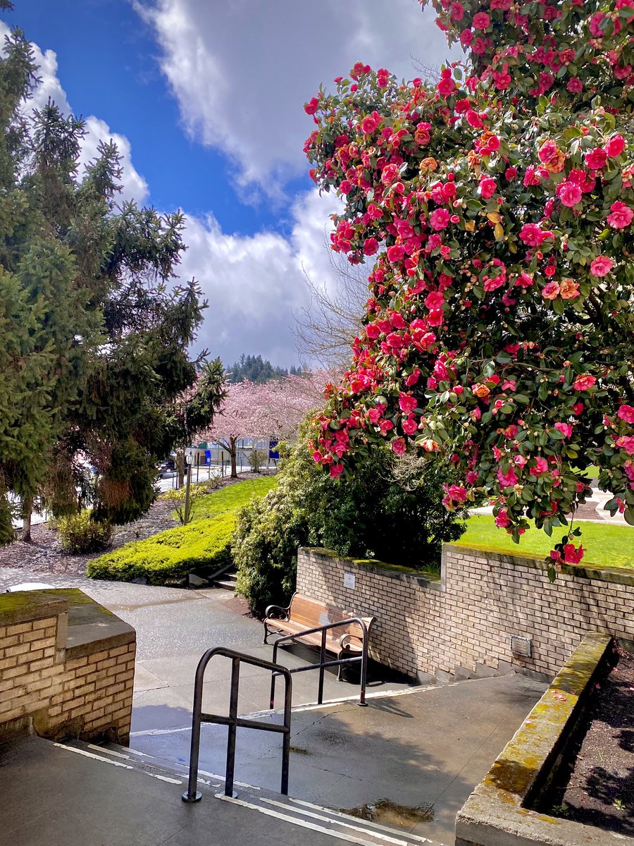 Spring is in the air. A beautiful and colorful time of year on The Hill. #WhyOHSUSurgery #OHSUSpring