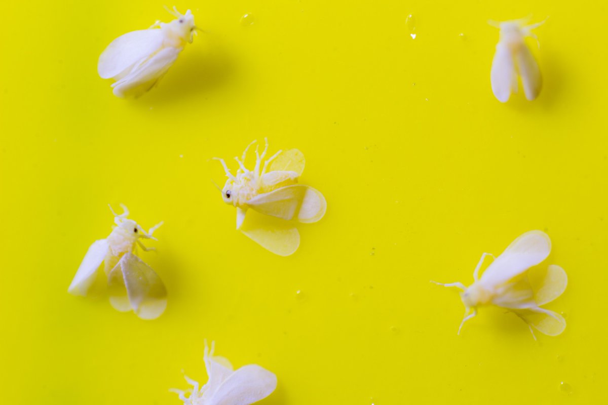 Rapid #detection is crucial in the control of #ToLCNDV &amp; its #whitefly vector. A team of 🇮🇹🇨🇴 researchers has developed a new real-time, loop-mediated isothermal amplification #assay for a quick in-field detection of #ToLCNDV: mdpi.com/2223-7747/12/7… #PlantScience #PlantViruses