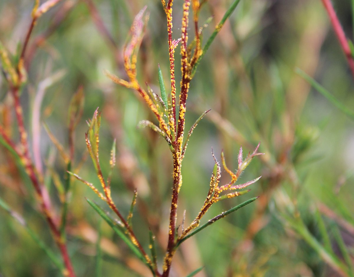 Congrats to the recent winners of Australian Biosecurity Awards🎖️
In particular congrats to <a href="/SA_PIRSA/">PIRSA</a> for their work to eradicate feral pigs from Kangaroo Island and Bob Makinson from <a href="/ANPlantC/">ANPC</a> for his work driving action to address myrtle rust!