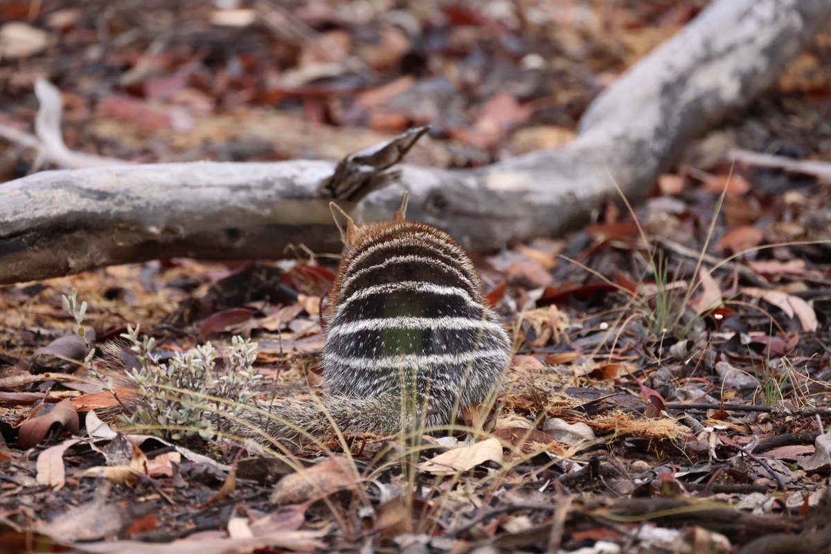 Have you seen more perfect stripes??😍🤩 

#mammalwatching #wildoz