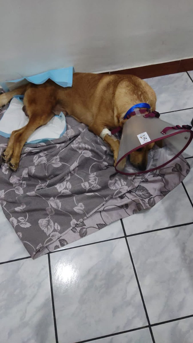 Hercules, despertó de la cirugía no hemos recaudado nada para el 😭 no se ha podido quedar internado porque no hay para internamiento porque la deuda crece 😭 por favor cualquier granito suma se debe S/ 1000  dale RT no hay monto solo es lo que tu corazón 💓 pueda dar