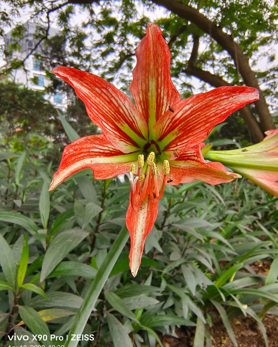 fiibertech's tweet photo. A few sample photos taken on the Vivo X90 Pro 5G Macro Camera. Let us know what you think about these and stay tuned for more!
#vivox90series #xtremeimagination #macrophotography #macro #comingsoon #staytuned #fiiber
@Vivo_India https://t.co/l7MgKMerPd