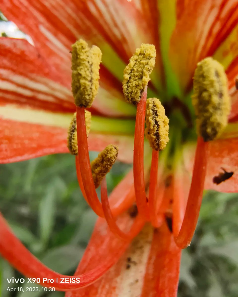 fiibertech's tweet photo. A few sample photos taken on the Vivo X90 Pro 5G Macro Camera. Let us know what you think about these and stay tuned for more!
#vivox90series #xtremeimagination #macrophotography #macro #comingsoon #staytuned #fiiber
@Vivo_India https://t.co/l7MgKMerPd