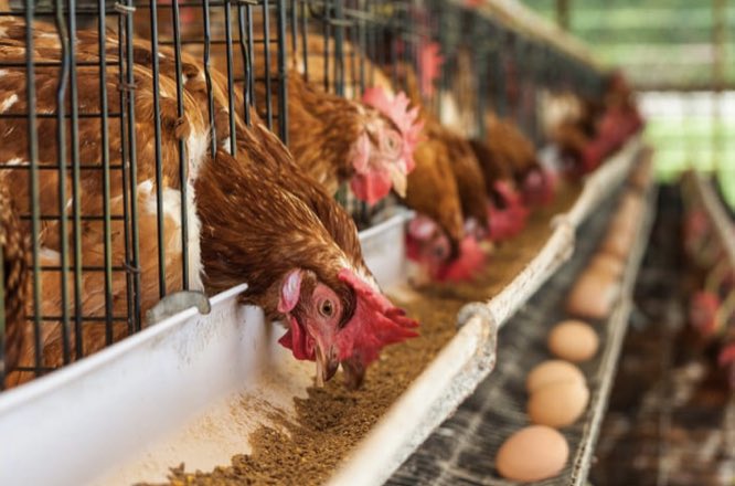 Asyr16helmi's tweet photo. Do Not to Worry about Chicken and Egg Supply During Aidilfitri.

[This is thread]

By: Muhammad Asyraaf Bin Mohd Nor     Helmi (2022483566)

#COM201 #MMC1102D
#RayaAidilfitri2023 https://t.co/drrj3DzZvT