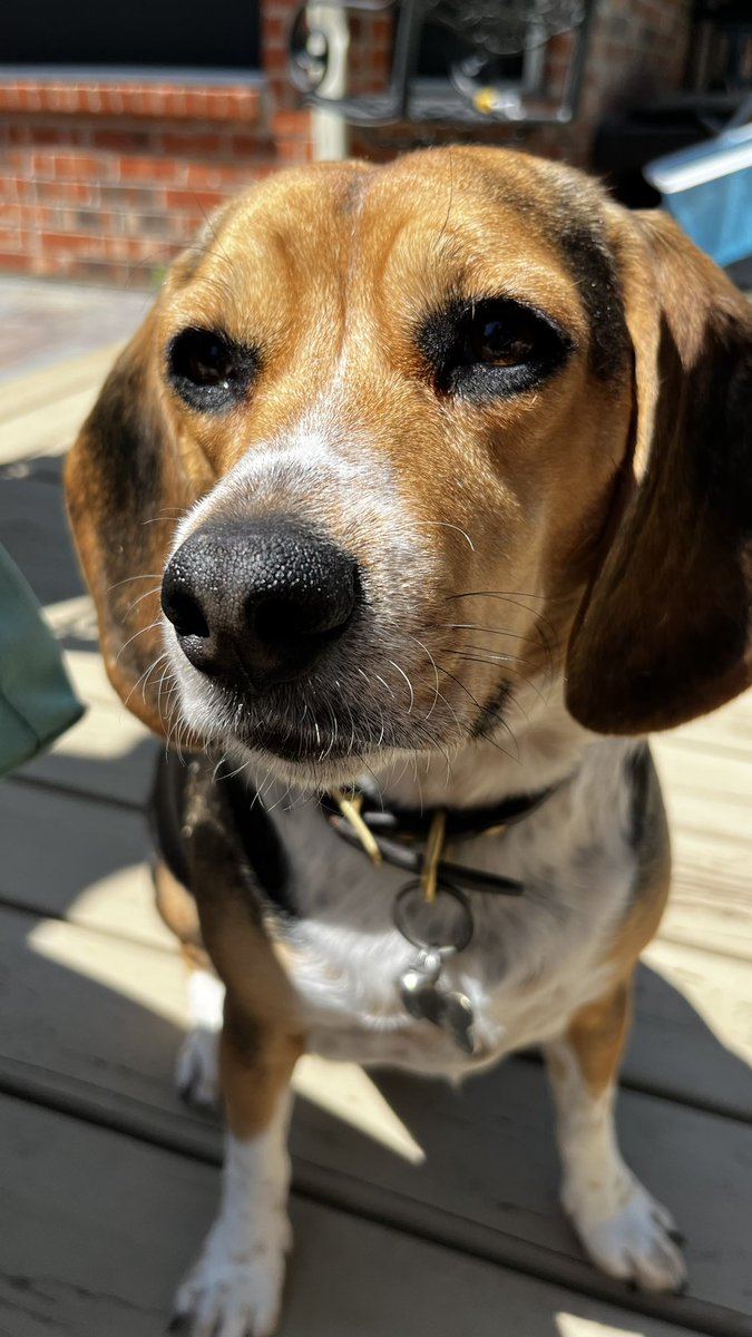 Bella, Mags , Brie and 🌈Bentley 🐞🐞 tweet media
