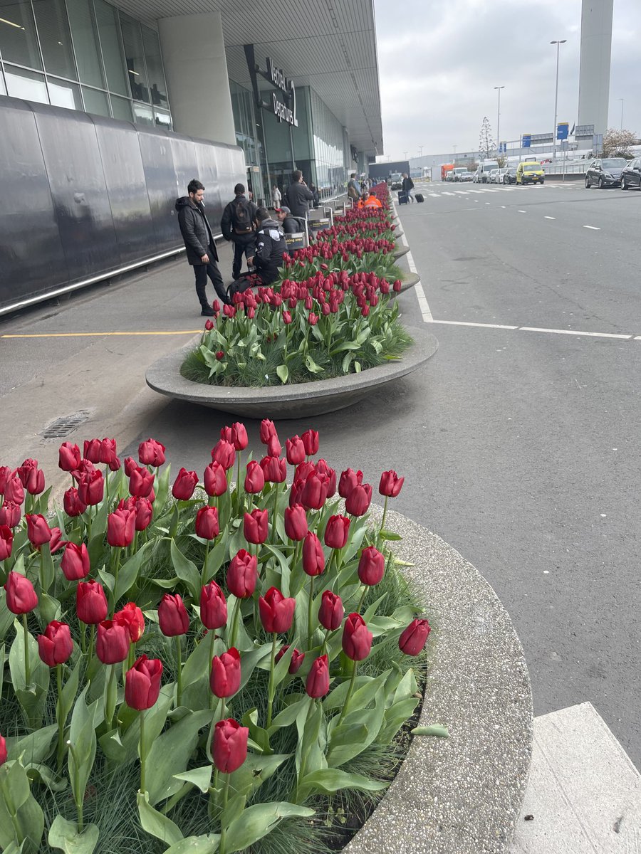 Ennybabes's tweet image. TULIPS BLOOMING AT SCHIPOL! Such a beautiful sight to behold.#tulips #imagebuilding #inclusion