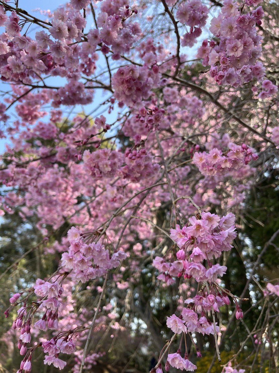 春の水に散るは櫻にしくはなし　句仏

#句仏 #俳句 #haiku #haïku #しだれ桜 #枝垂れ桜 #桜 #cerisier #fleursdecerisier #CherryBlossom #花と森の本願寺 #東山浄苑東本願寺 #東山浄苑 #京都 #kyoto #ジャポニスム #ジャポニスム振興会 #japon #japan #japonisme #CercleÂmeduJapon #CercleAmeduJapon