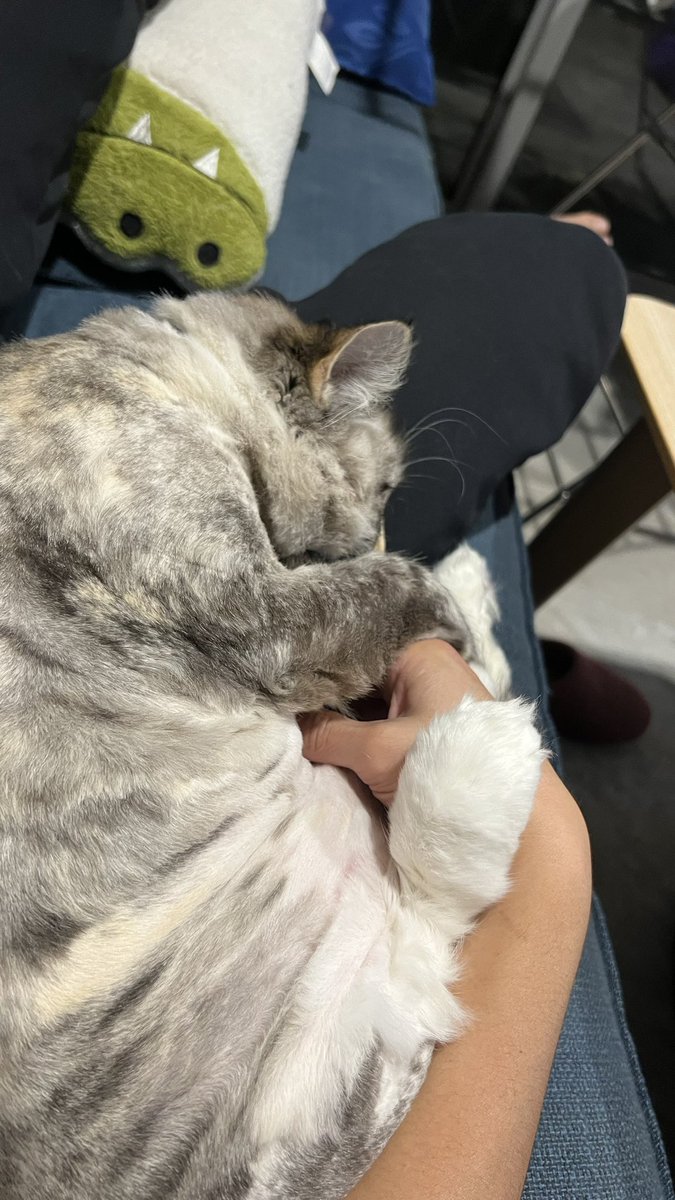 ycjhung's tweet photo. If you see this tweet, quote tweet it with the most recent photo you took of your pet. Please, no cheating. https://t.co/bvZ1FnKuOA
