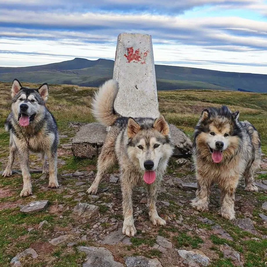 ashermarley's tweet image. It's 87 years today since the start of Ordnance Survey re triangulation of Britain. Happy 87th Birthday to the Trig Point! @OSleisure #trigpoint #trigpillar Ordnance Survey #GetOutside find out more about trig points here 👉 inspireadventurewales.weebly.com/os-trig-pillar…