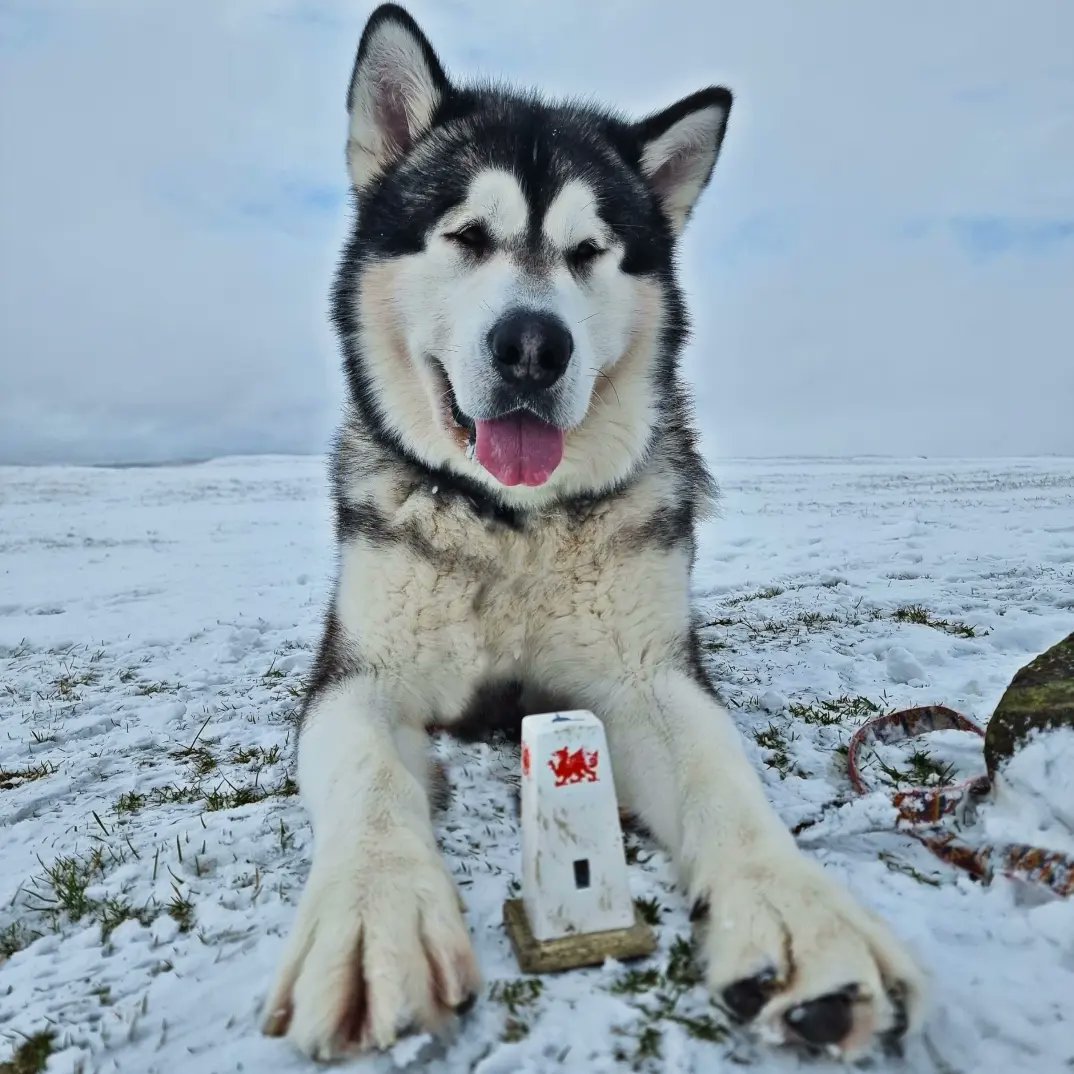 ashermarley's tweet image. It's 87 years today since the start of Ordnance Survey re triangulation of Britain. Happy 87th Birthday to the Trig Point! @OSleisure #trigpoint #trigpillar Ordnance Survey #GetOutside find out more about trig points here 👉 inspireadventurewales.weebly.com/os-trig-pillar…