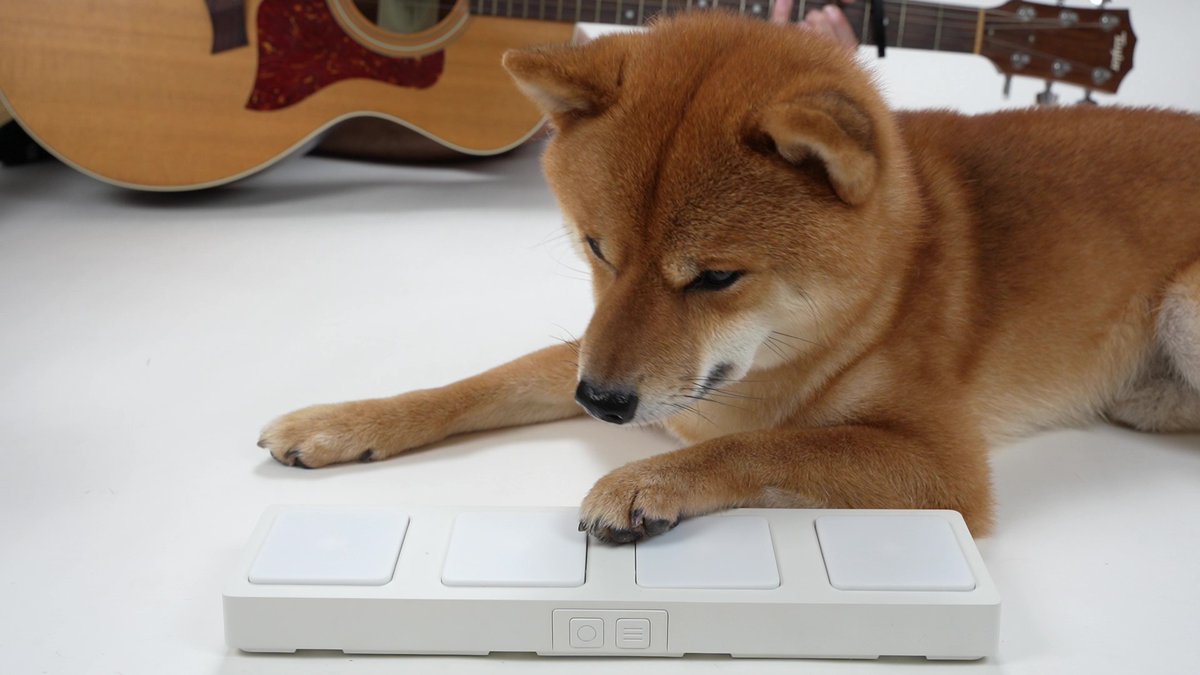 zoogears tweet picture