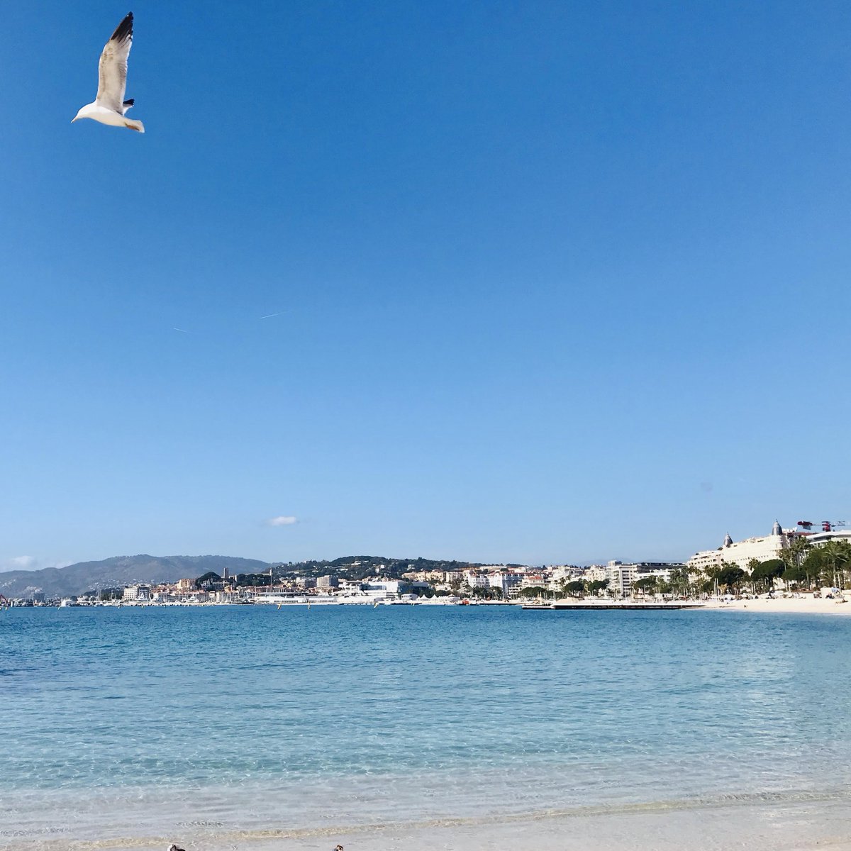 HotelAlexandre3's tweet photo. Fly.
#fly #flyaway #flyawayhome #voler #vol #laplage #lesvacances #holidays #spring #visitcotedeazur #cotedazurfrance #birds #freedom #mouette #larides #Cannes2023 #oiseaux https://t.co/Vnawx4LGhz