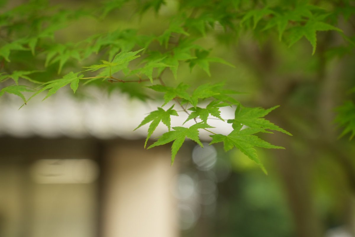 Sanbo3104's tweet photo. 古民家の雰囲気良いですね😊
#tamronjp #tamron #マイタムロン #旧坂東家住宅見沼くらしっく館 #kani_filter #kanicdf2 #tamron2875g2 #sonyilce7Ⅳ
#キレじゃい #アルファホビー部 https://t.co/UiyBkE5lf3