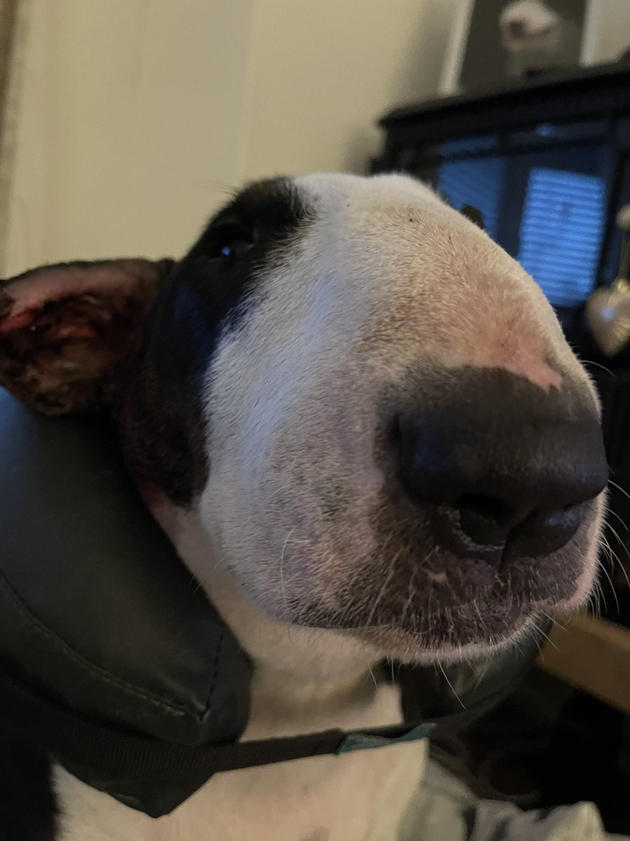 Stevie & the rescue bullies tweet media