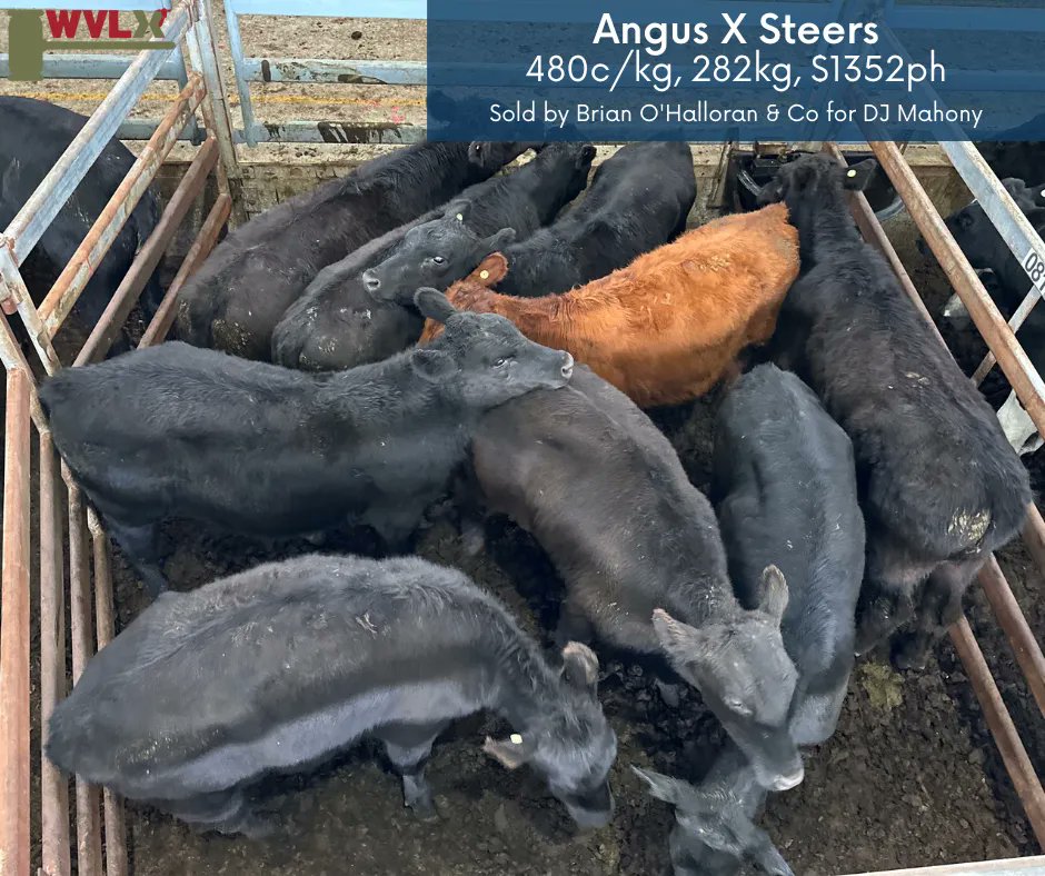 WVLXVIC's tweet photo. Some more results from yesterday's prime cattle sale in Mortlake. 🙌🏻

#wvlxvic #primemarket #aussiebeef #AngusPremium #murraygreys #topcattle #topsaleyard https://t.co/9J5USwC3nq