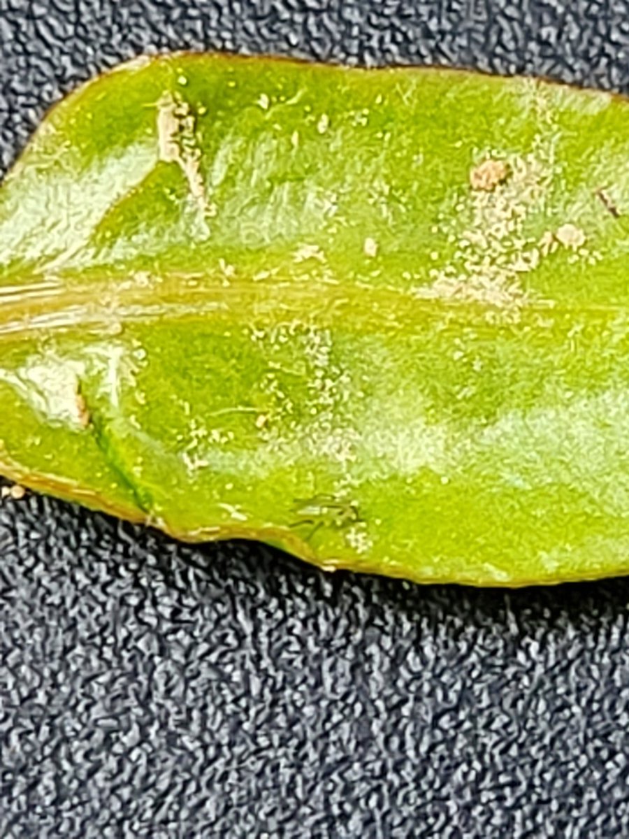 Premier puceron vert sur betterave semée début mars stade 2 F vraies