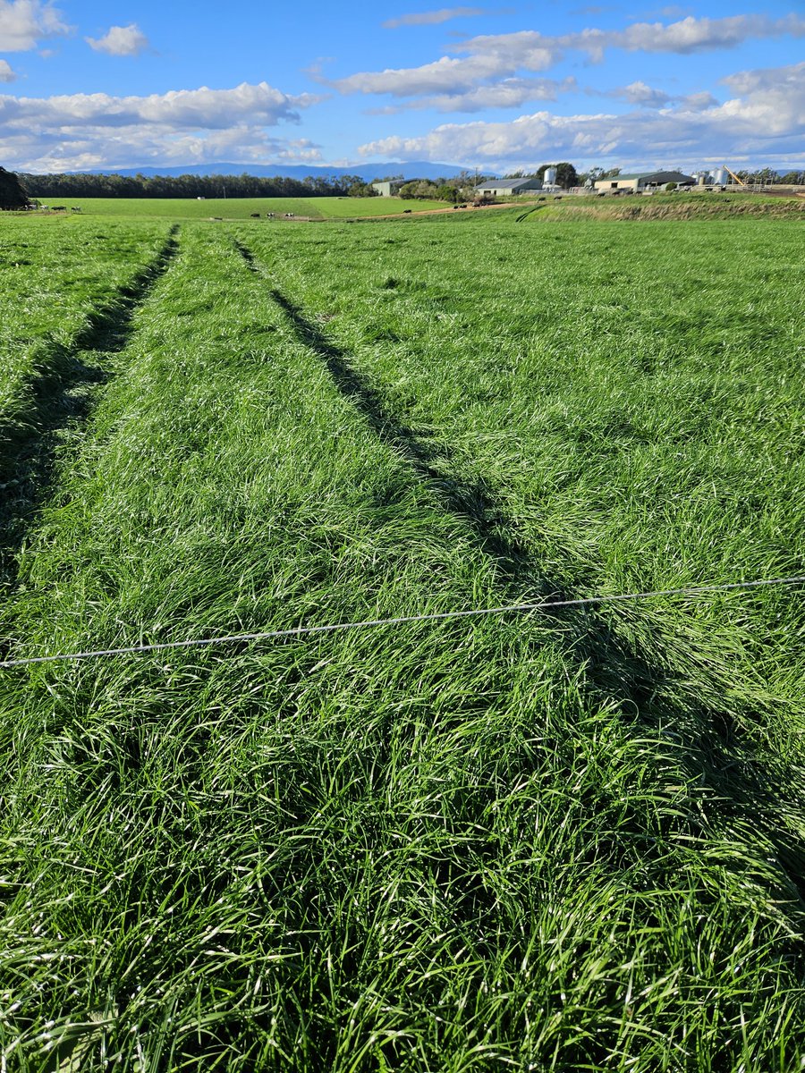 Beautiful autumn pasture