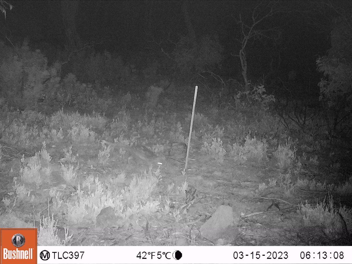 Tas_Land's tweet photo. It’s #CitizenScienceMonth, we need your #CitizenScientist help identifying fauna in some tricky camera trap images. Our #WildTracker program uses AI to identify fauna. However, we need to teach the AI 'who is who in the zoo'. Reply with your guess! Will be more as April rolls on. https://t.co/9MN27oohGo