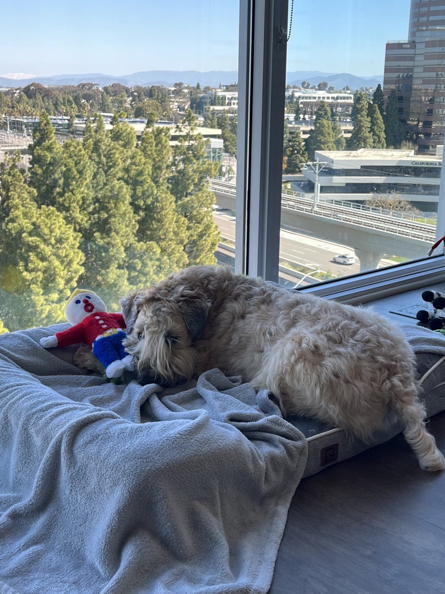SGDiPietro's tweet photo. Oooooh nooooo don’t you touch my #mrbill #snl #wheatenterrier #louie https://t.co/XpOwZgde8w