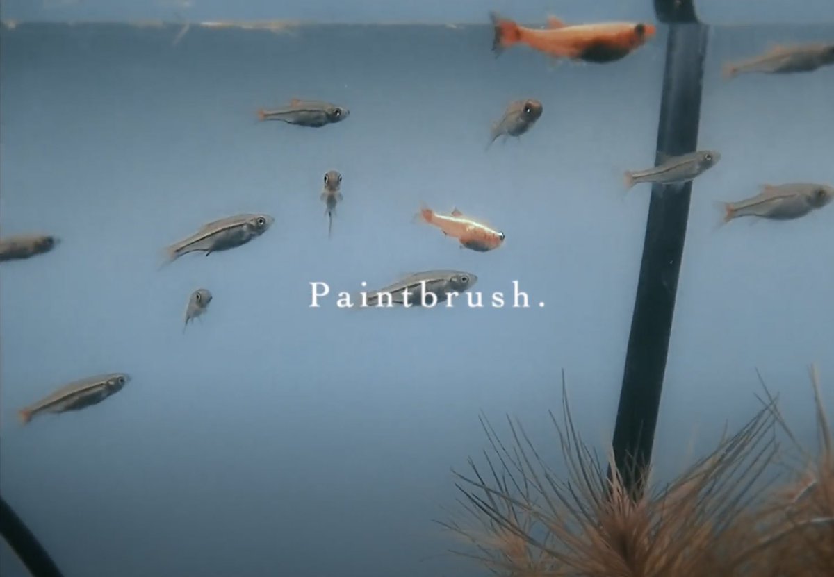 Paintbrush tweet media