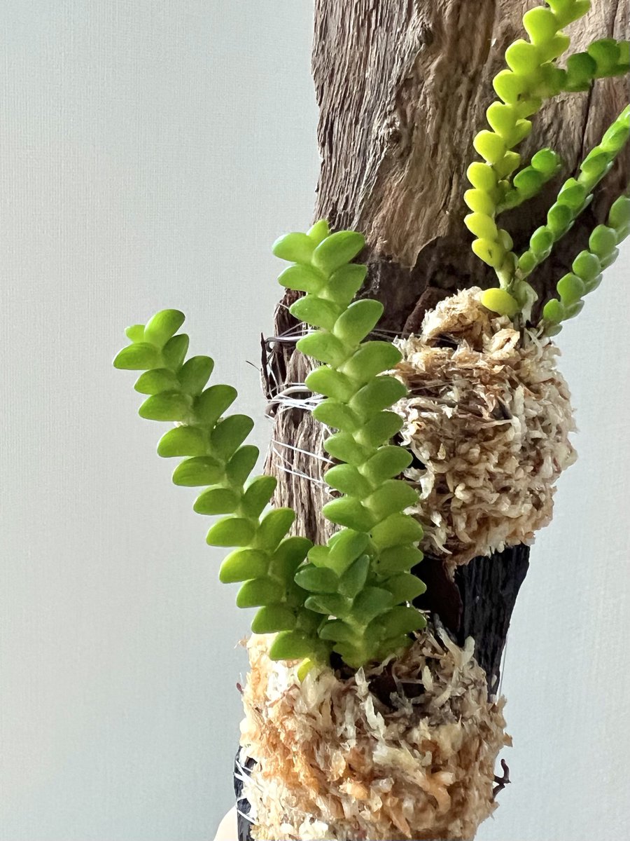 MyLittleForest tweet picture
